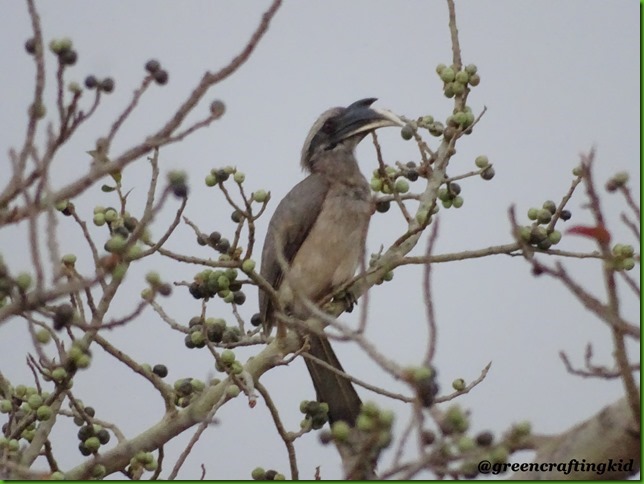 Grey Hornbill