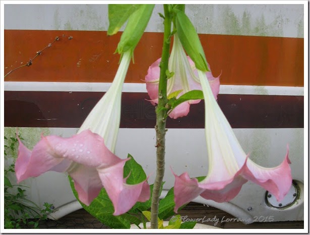 05-18-angel-trumpet3