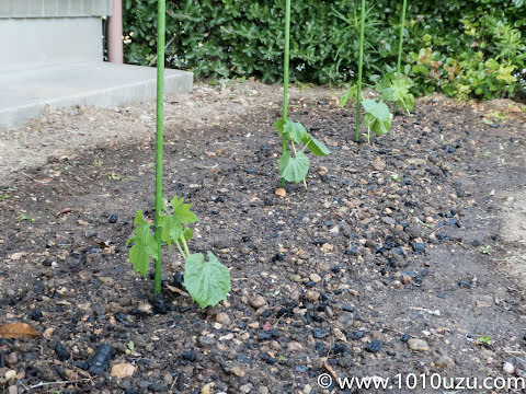 植えつけ後支柱を立てて水をやったところ