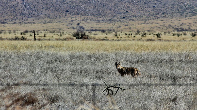 Etapa 18: Lordsburg - Chiricahua - Saguaro - Casa Grande - Southwest USA Road Trip Loop (6)