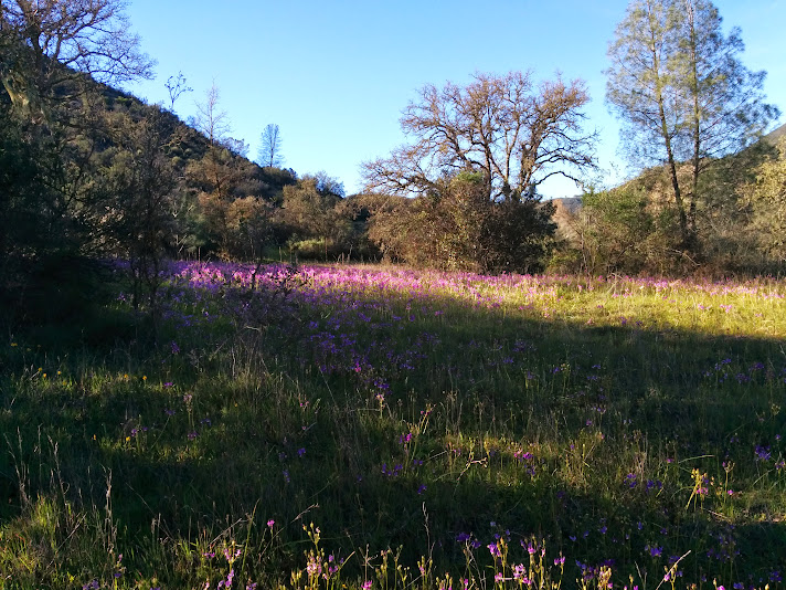 field of shooting stars