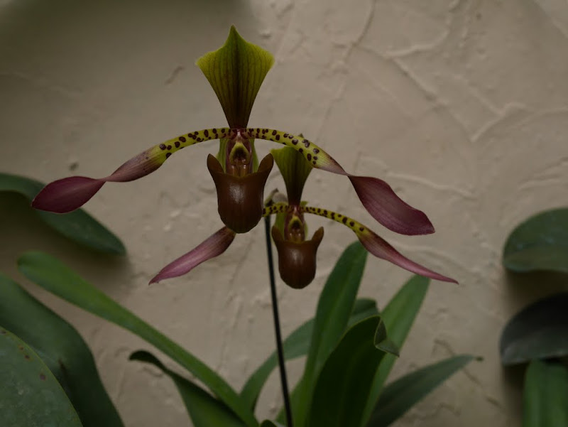 Paphiopedilum lowii  P1040008