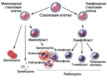 Прививка – «просто укольчик», или потеря иммунитета? 2