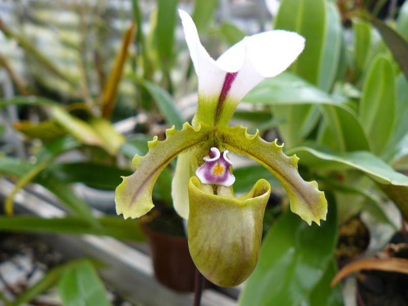 Paphiopedilum spicerianum P1050494