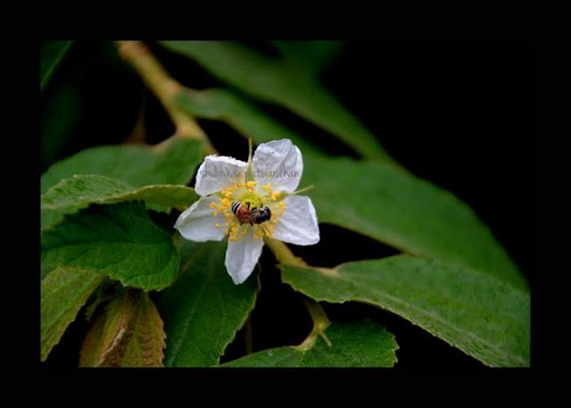 Muntigia calabura,Singapore cherry, पांचारा, Pune Maharashtra India