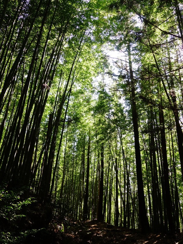 2014_0118 鳶嘴山西北稜→大崠山來回_026