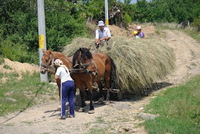 Heuwagen mit 2PS