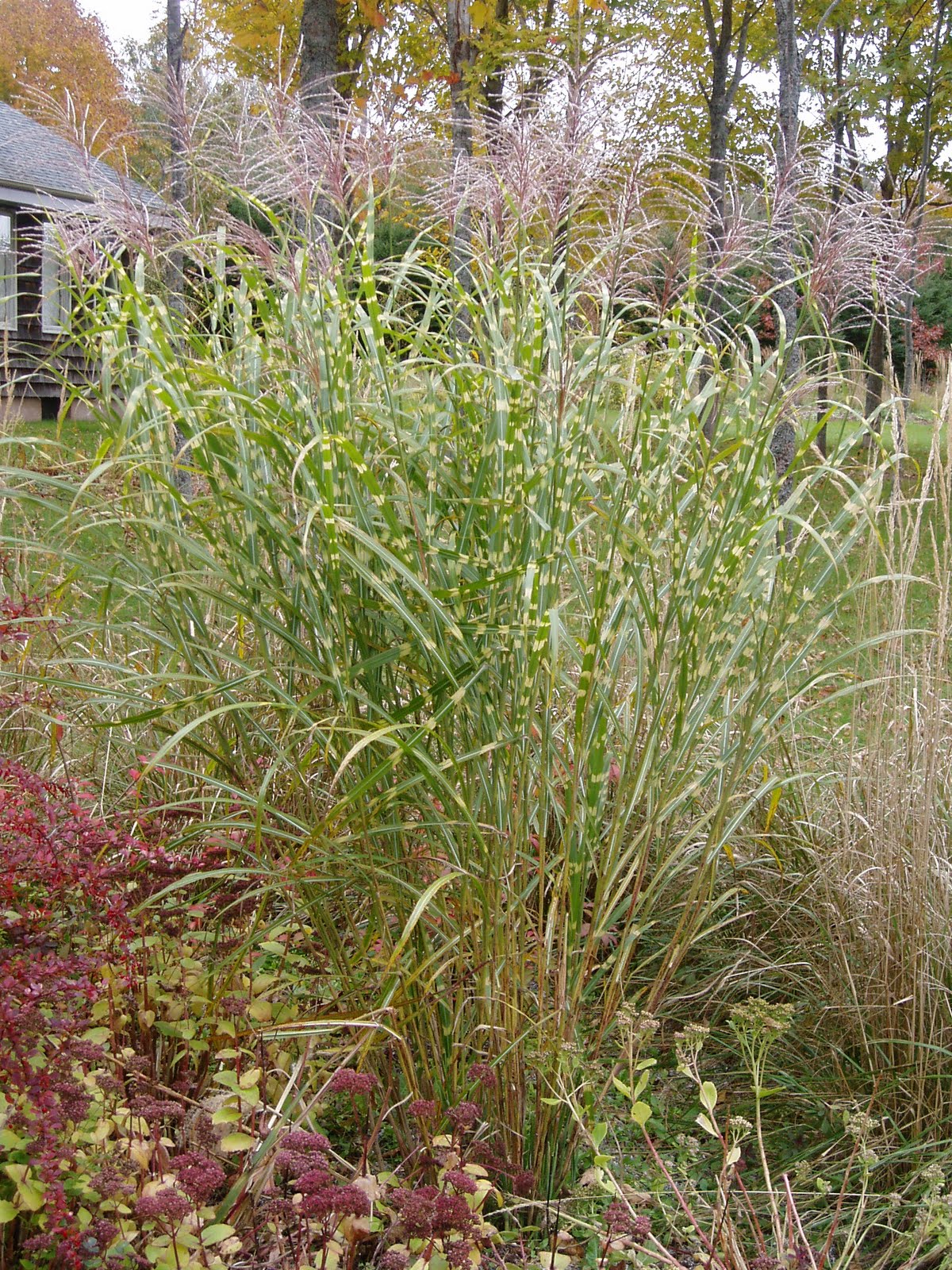 Lovegrass Farm Miscanthus Sinensis Zebrinus Ornamental Grass At