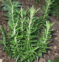 Rosemary Is A Very Hardy Herb Image