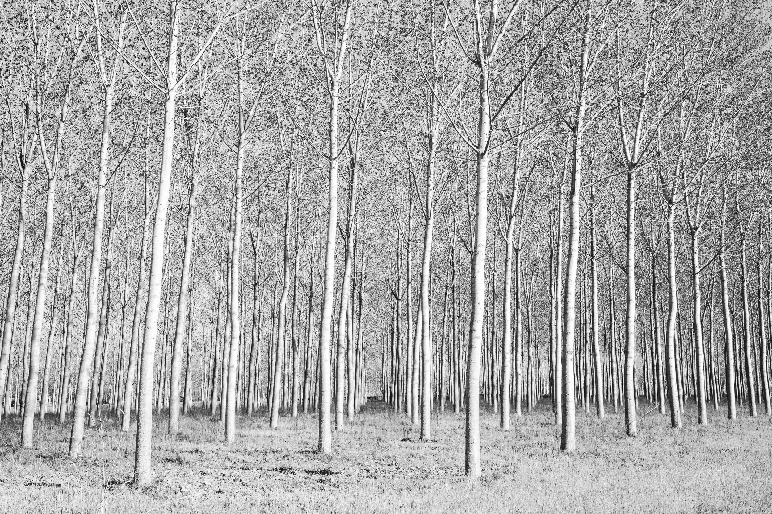 Alberi a Lajatico di Dama