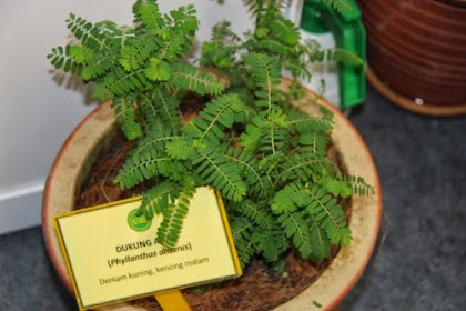 Khasiat Pokok Dukung Anak / Di celah-celah kehidupan: Khasiat Pokok Dukung Anak : Khasiat pokok dukung anak untuk kencing manis posted: