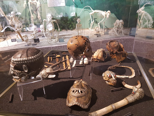 Museum «SKELETONS: Museum Of Osteology», reviews and photos, 8441 International Dr Suite 250, Orlando, FL 32819, USA