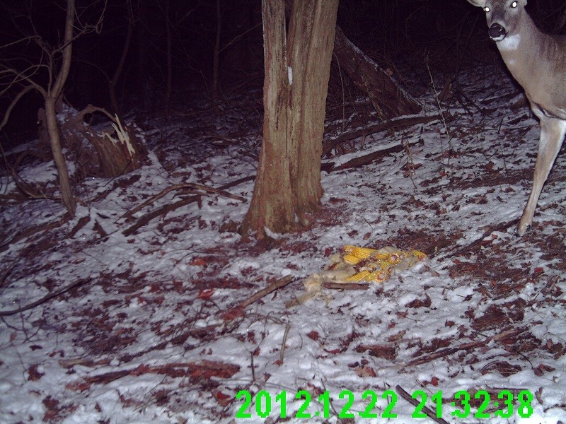 Stealthcam DIGRC-XTRV Pics 1%2520%25283%2529