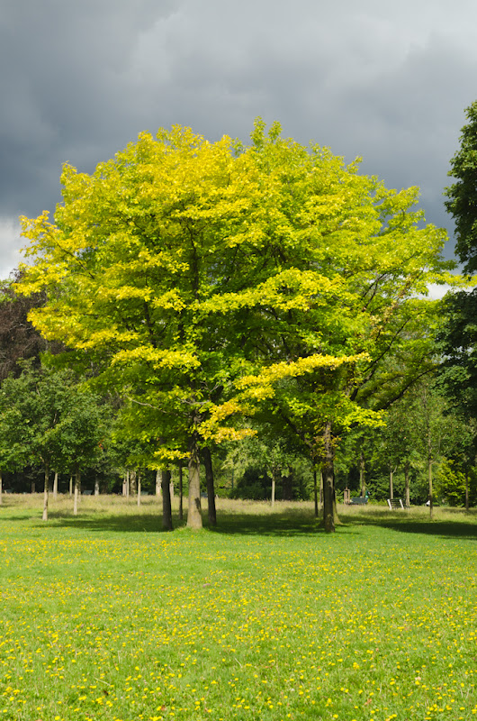 paysage de parc... [EDIT +1] 20110724_04_arbre_2_DSC0461