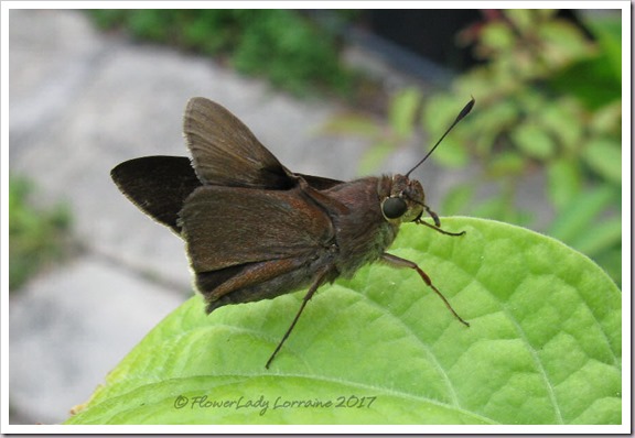 05-05-skipper2