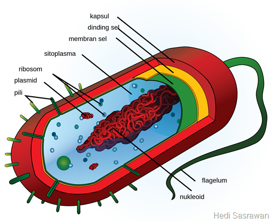 Struktur Sel Prokariotik