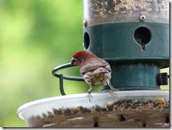 Was this Bird a witness?  If so, it isn't talking.