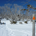 Following the poles along the Wheatley Link (300541)