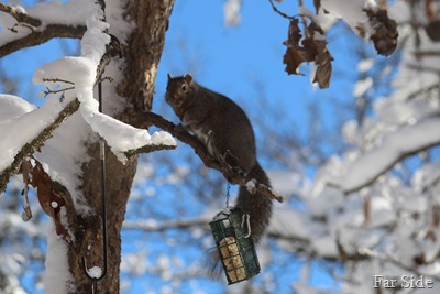 Squirrel pain in the neck