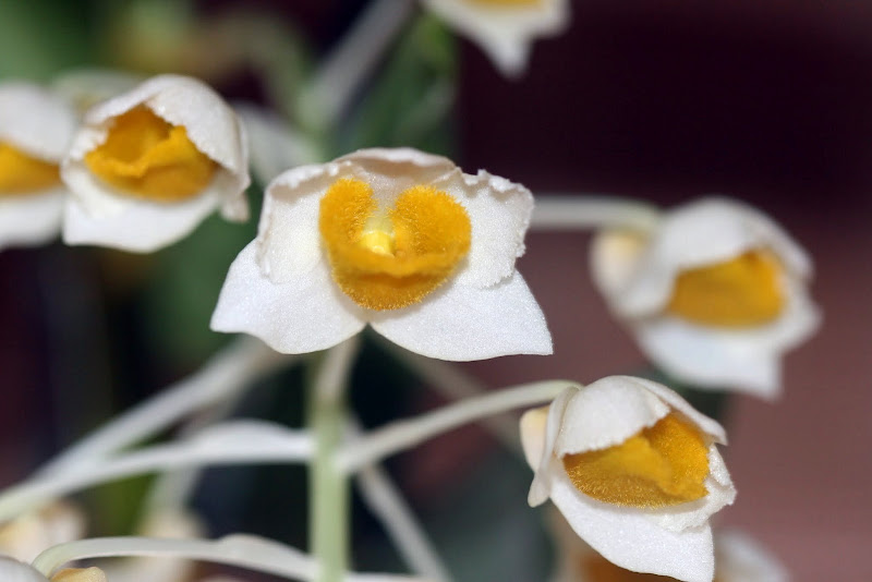 Dendrobium thyrsiflorum IMG_1340