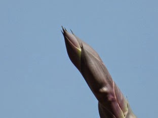 Agave Americana