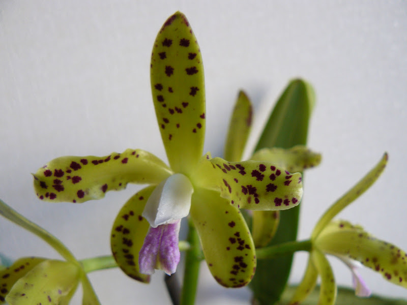 Cattleya guttata (verde) P1050428