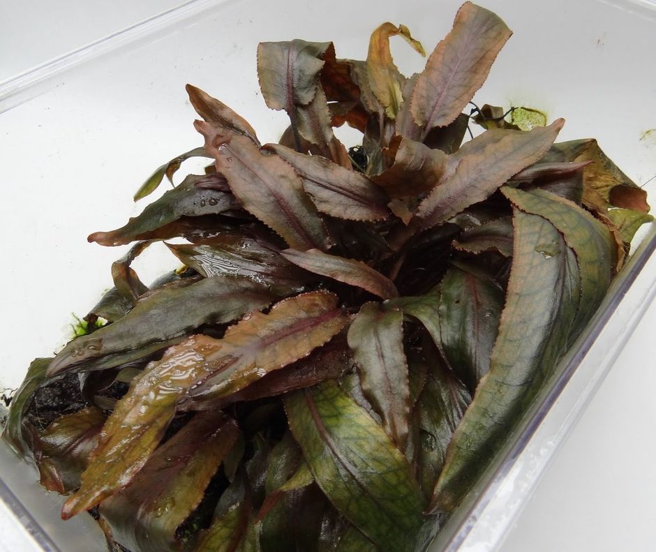 Криптокорина Твайтеза (Cryptocoryne thwaitesii)