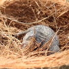 Rusty-spotted cat