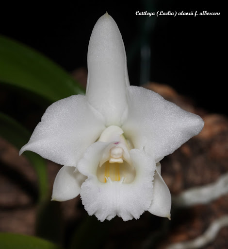 Cattleya (Laelia) alaorii f. albescens IMG_8591b%252520%252528Large%252529