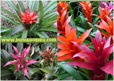 Gambar Bromelia Guzmania