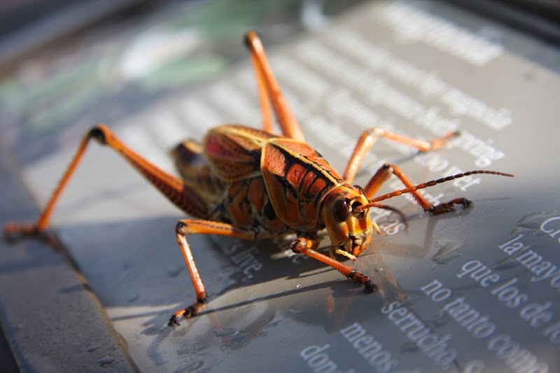 Romalea microptera