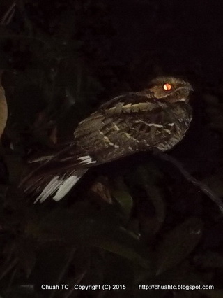 Another Night Shot Of A Large-Tailed Nightjar