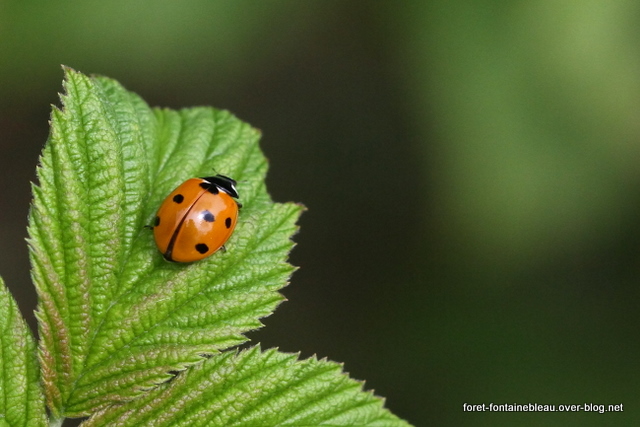 Coccinelles de la forêt de Fontainebleau