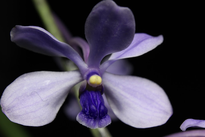 Vanda coerulescens IMG_5588