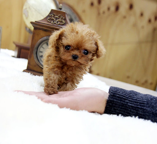 Ảnh chó Poodle đẹp. Ảnh chó Poodle cute. Ảnh chó Poodle dễ thương