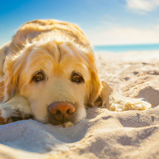 NGÂN MÃ HỒNG QUẾ