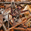 Black Jaw Huntsman spider