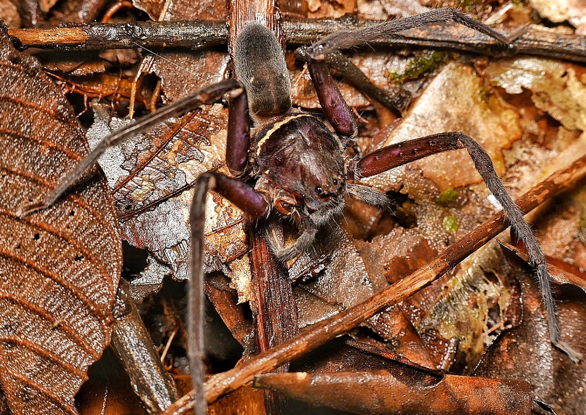 Black Jaw Huntsman spider