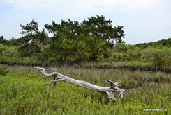 Salt Marsh