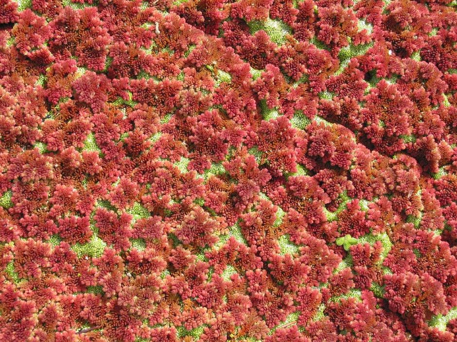 Азолла каролинская (Azolla caroliniana)