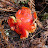 Red mushroom