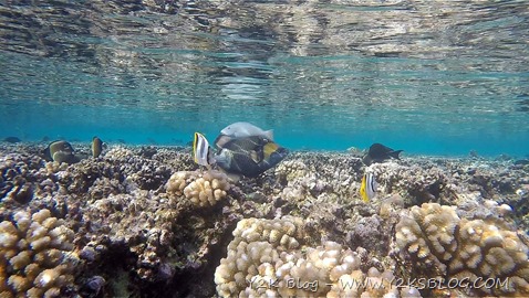 Sotto il mare nella pass di Sud-Est - Fakarava