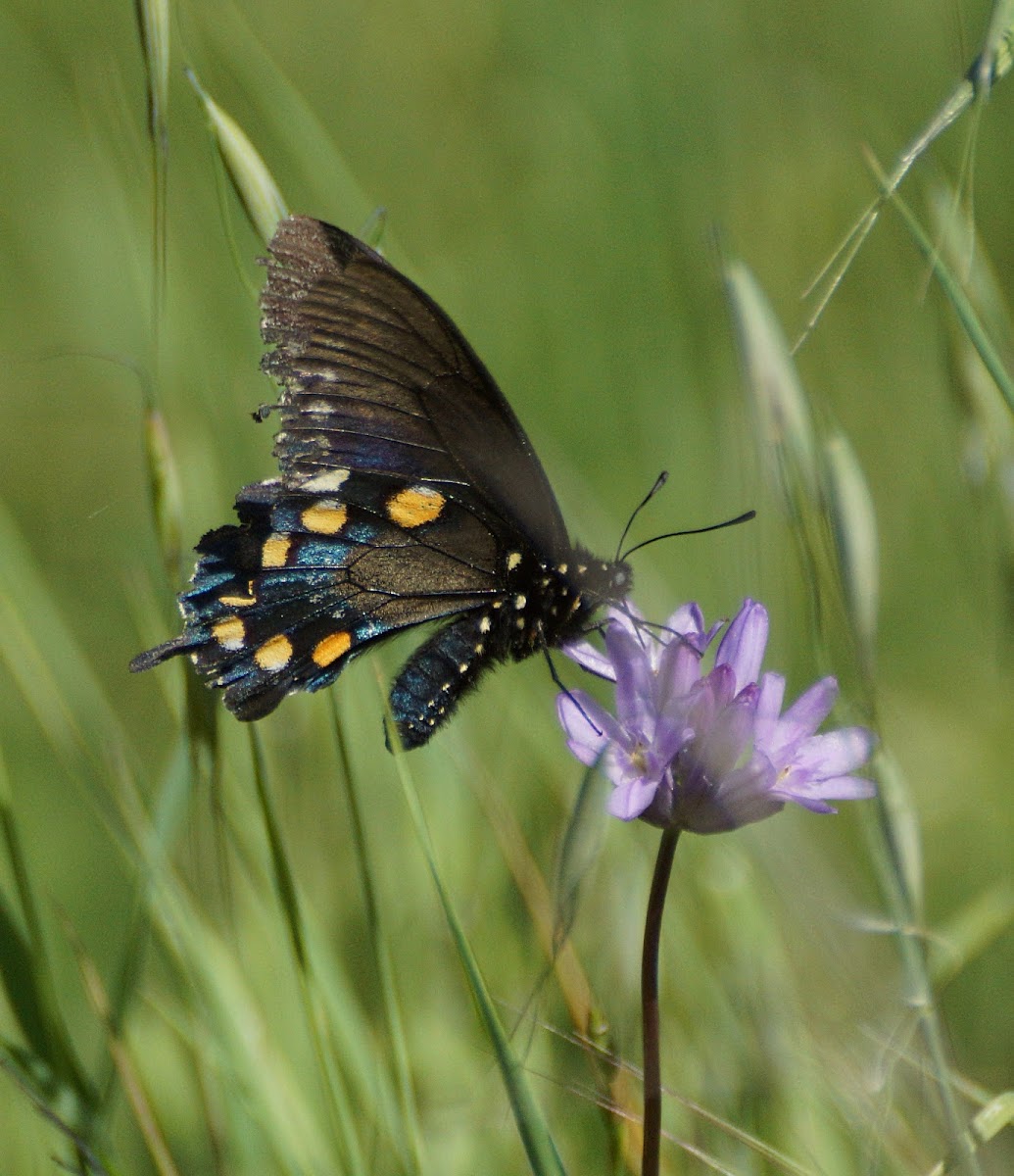 California Pipevine Swallowtail