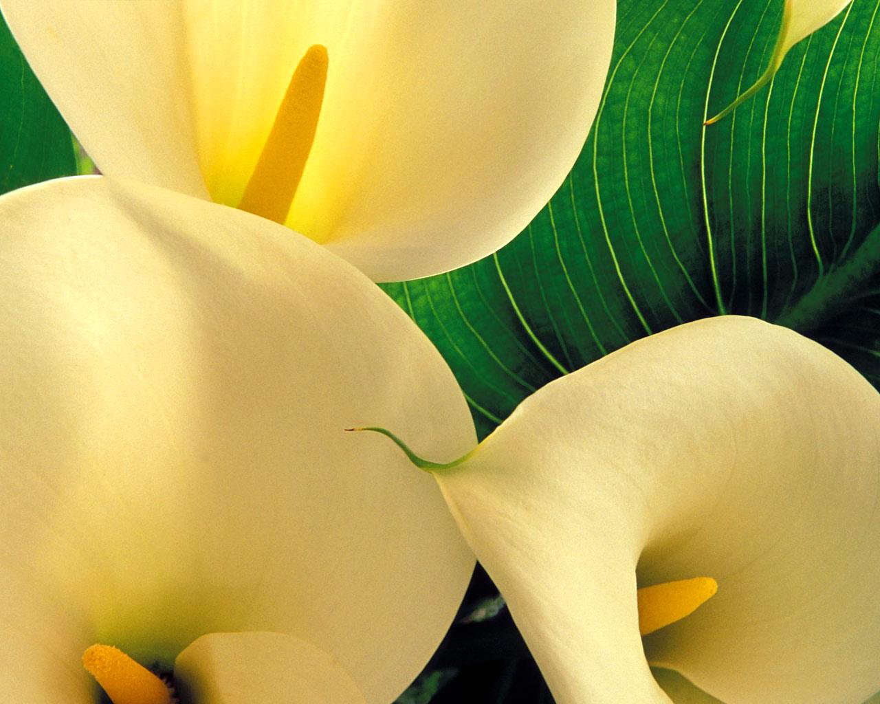 calla lilies flowers