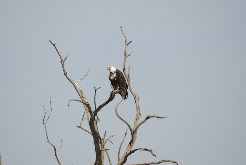 Maasai Mara (27-29 de junio de 2009) - El zoo más grande del mundo - Kenya (2009) (48)