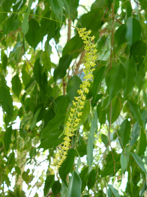 Dendrochilum filiforme P1050408