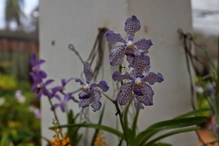 Шри-Ланка: на машине 1 100 км,  фото без комментариев, март-апрель 2013г.