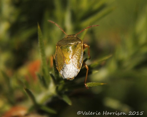 gorse-shieldbug