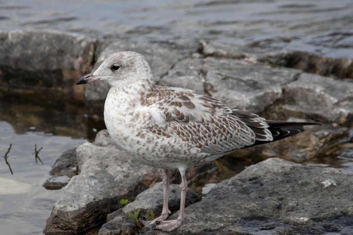 American herring gull