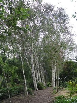 2017.08.03-032 allée des bouleaux